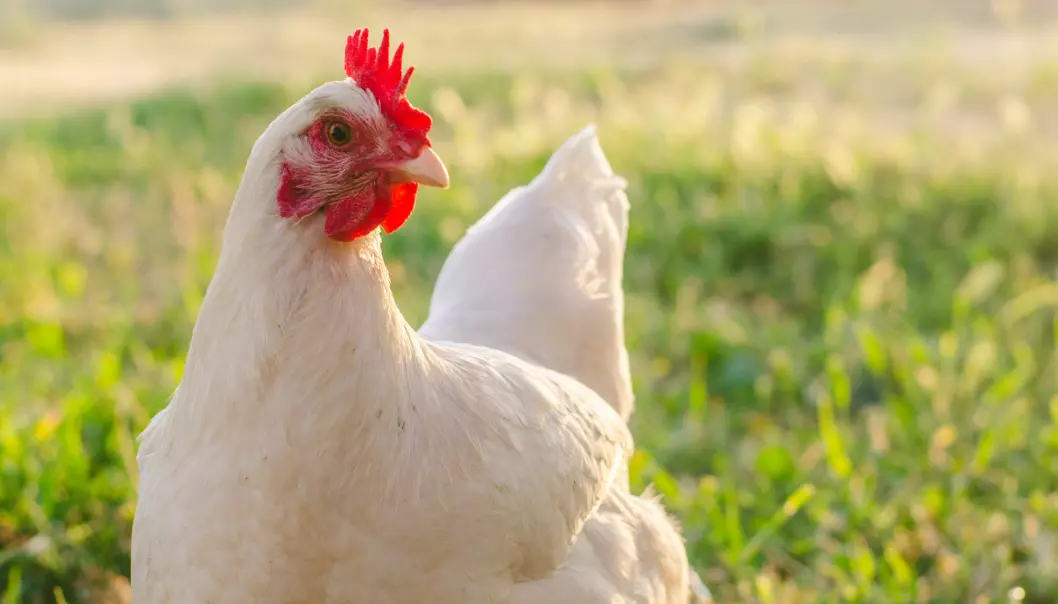 De fleste kyllinger rekker ikke å bli gamle før de slaktes. Men forskere tror det var helt annerledes for tusen år siden.