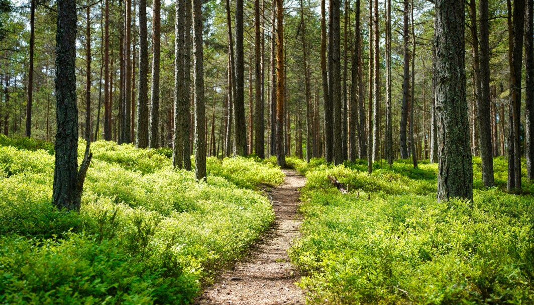 Under stien er det også et rikt liv. Her fra en skog i Harju i Estland. Under stien er det også et rikt liv. Her fra en skog i Harju i Estland.
