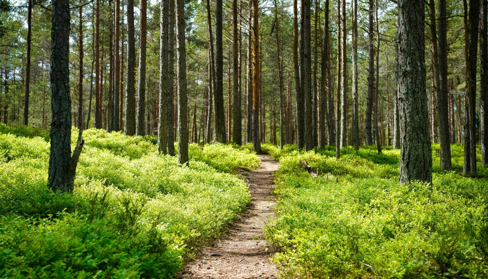 Under stien er det også et rikt liv. Her fra en skog i Harju i Estland.
