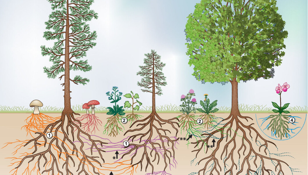 Planter og sopp sin utstrekning under bakken. Planter og sopp sin utstrekning under bakken.