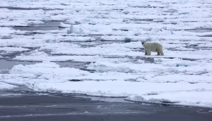 Møte med isbjørn, trygt på avstand ombord på skipet.