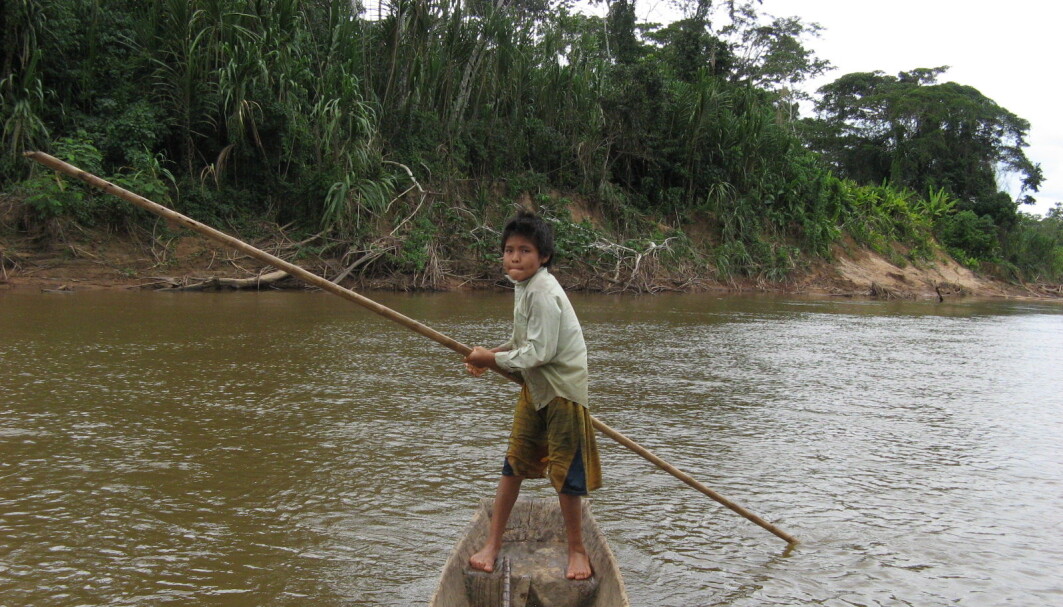 Forskere mener de kan se at urfolksgruppen Tsimane i Bolivia holder hjernen ung lenge. Forskere mener de kan se at urfolksgruppen Tsimane i Bolivia holder hjernen ung lenge.