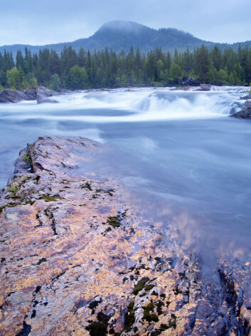 Oppdrettsfisk på kroken er lite attraktivt. Norske fiskere vil ha vill fisk i vill natur. (Foto: Shutterstock) Oppdrettsfisk på kroken er lite attraktivt. Norske fiskere vil ha vill fisk i vill natur. (Foto: Shutterstock)