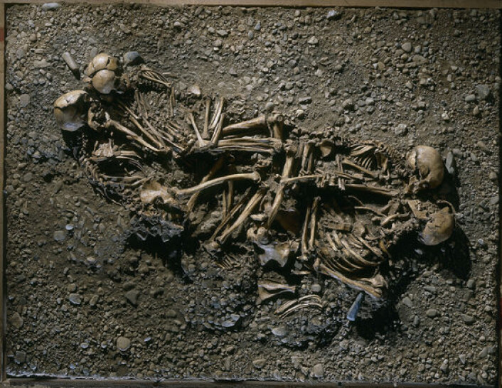 Graven fra yngre steinalder med mannen, kvinnen og de to sønnene på 8-9 år og 4-5 år, som viste seg å være en familie. Foto: Landesamt für Denkmalpflege und Archäologie Sachsen-Anhalt/Juraj Lipták. Graven fra yngre steinalder med mannen, kvinnen og de to sønnene på 8-9 år og 4-5 år, som viste seg å være en familie. Foto: Landesamt für Denkmalpflege und Archäologie Sachsen-Anhalt/Juraj Lipták.