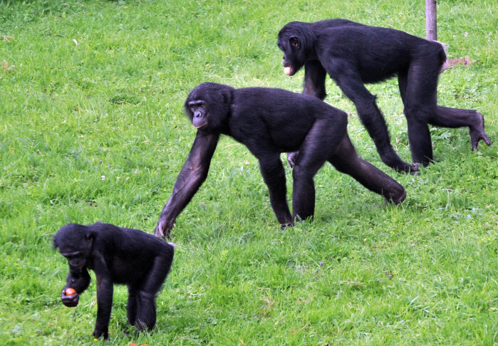 Bonobo-aper leker i en dyrehage i Belgia. Bonobo-aper leker i en dyrehage i Belgia.