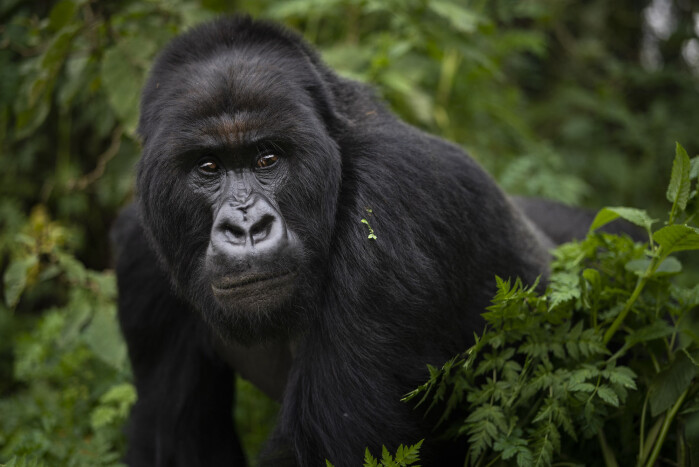 Også gorillaene er truet. Her er en gorilla i en nasjonalpark i Rwanda. Også gorillaene er truet. Her er en gorilla i en nasjonalpark i Rwanda.