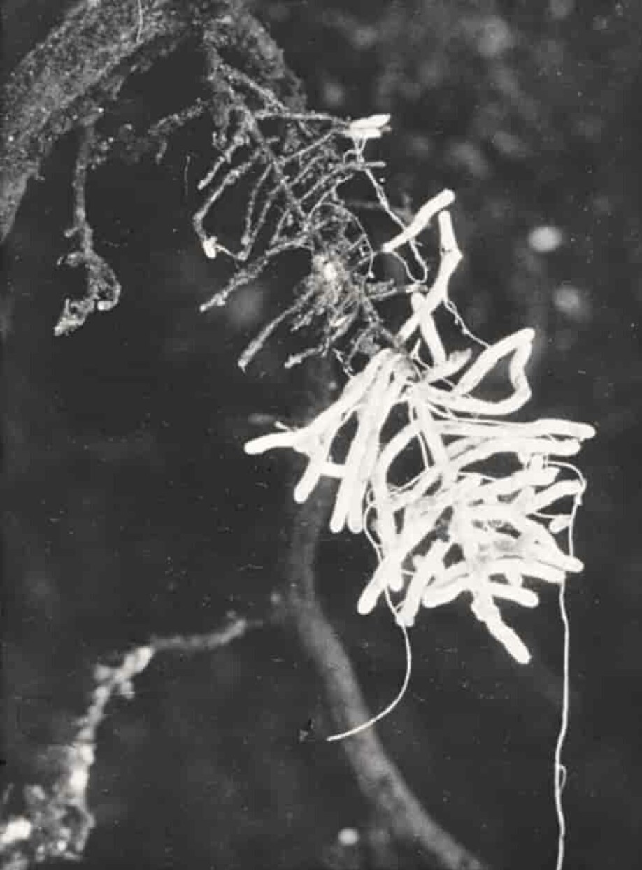 Ektomykorrhiza hos en rotgren fra furu.