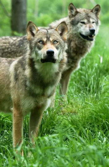 "Det er ikke mange av dagens hunderaser som hadde følt seg trygge sammen med ulveforfedrene sine. (Illustrasjonsfoto: www.colourbox.no)"