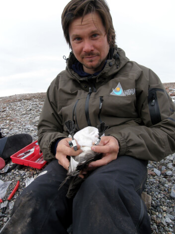 Forsker Børge Moe fra NINA fester en miniatyrdatalogger på en tyvjo. Nå håper han at fuglen er tilbake til Kongsfjorden, Svalbard, neste år slik at han kan samle inn loggerne og finne ut hvor fuglen har vært. Foto: Sveinn Are Hanssen, NINA. Forsker Børge Moe fra NINA fester en miniatyrdatalogger på en tyvjo. Nå håper han at fuglen er tilbake til Kongsfjorden, Svalbard, neste år slik at han kan samle inn loggerne og finne ut hvor fuglen har vært. Foto: Sveinn Are Hanssen, NINA.