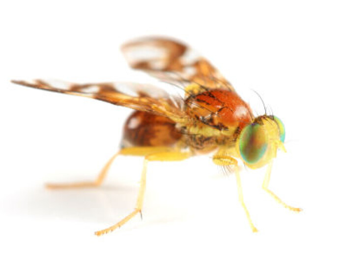 "Fruktfluen (Drosophila melanogaster) studeres mye på grunn av dens søvnmønster, som er ganske likt menneskets. Forskere har også greid å kartlegge alle genene hos den lille flua. (Illustrasjonsfoto: iStockphoto)" "Fruktfluen (Drosophila melanogaster) studeres mye på grunn av dens søvnmønster, som er ganske likt menneskets. Forskere har også greid å kartlegge alle genene hos den lille flua. (Illustrasjonsfoto: iStockphoto)"