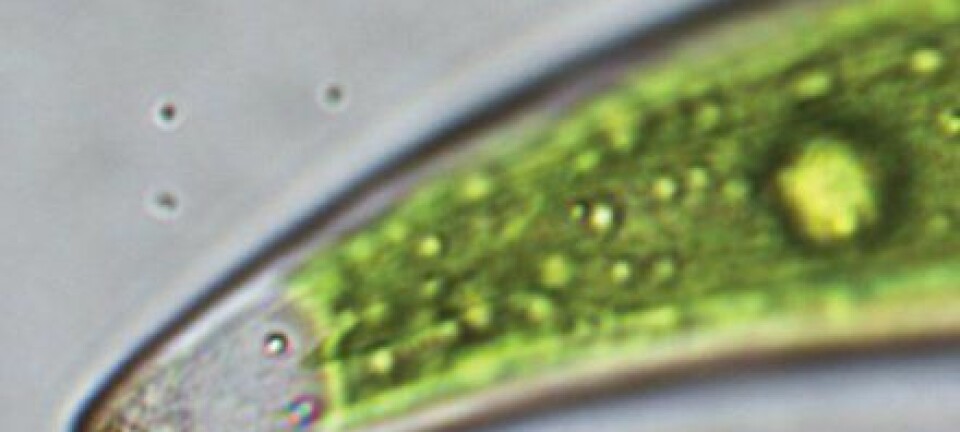 Denne algen kan lære forskerne å sortere radioaktivt stoff. (Foto: Wiley-VCH)