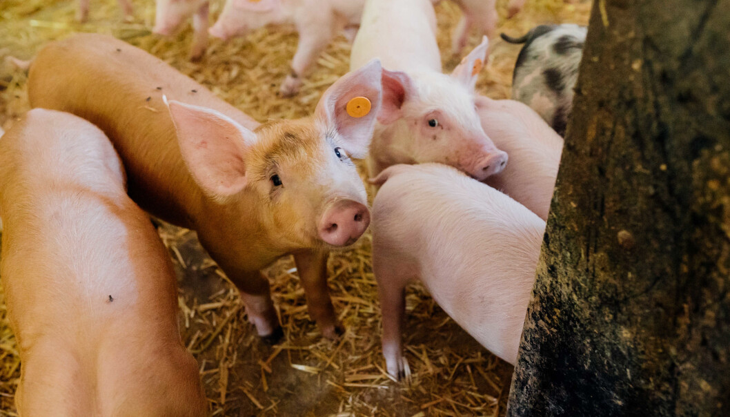 Forbrukerne har tillit til norsk matproduksjon, men mange sier at de vet for lite om velferden til dyr som skal bli mat. Blant annet mener hele syv av ti at gris bør beskyttes bedre. Forbrukerne har tillit til norsk matproduksjon, men mange sier at de vet for lite om velferden til dyr som skal bli mat. Blant annet mener hele syv av ti at gris bør beskyttes bedre.