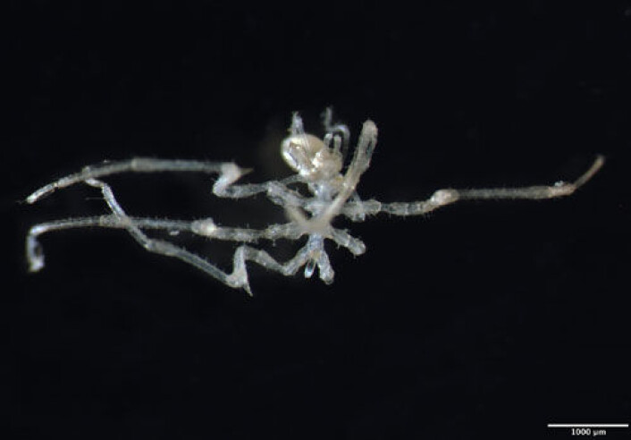 Havedderkoppen Cilunculus battenae. (Arne Hassel/ Havforskningsinstituttet) Havedderkoppen Cilunculus battenae. (Arne Hassel/ Havforskningsinstituttet)