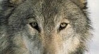 For eller mot – alle liker ulven