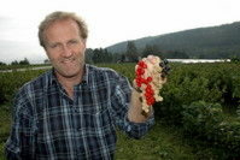 -Økologiske rips, solbær og stikkelsbær egner seg godt til friskkonsum, mener Morten Utengen ved Bærgården i Lier.