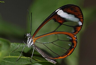 Denne sommerfuglen har gjennomsiktige vinger