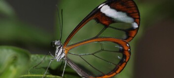 Denne sommerfuglen har gjennomsiktige vinger