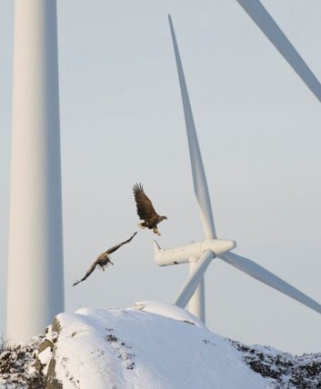 Havørn er spesielt utsatt i vindparker. (Foto: Espen Lie Dahl) Havørn er spesielt utsatt i vindparker. (Foto: Espen Lie Dahl)