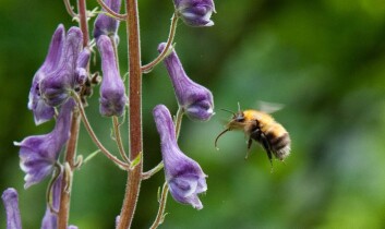 Humlene har tilpasset tungelengden til plantene de henter nektar fra. Dette er lushatthumle som nesten utelukkende besøker tyrihjelm (lushatt). (Foto: Arnstein Staverløkk, NINA) Humlene har tilpasset tungelengden til plantene de henter nektar fra. Dette er lushatthumle som nesten utelukkende besøker tyrihjelm (lushatt). (Foto: Arnstein Staverløkk, NINA)