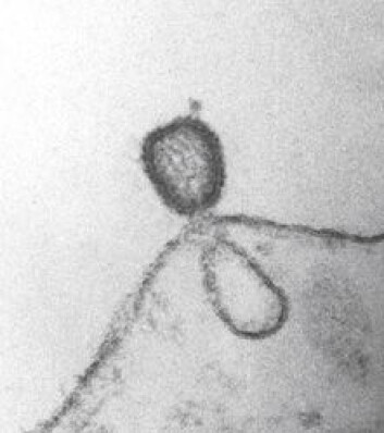 ILA-virus assosiert med cellemembran ILA-virus assosiert med cellemembran