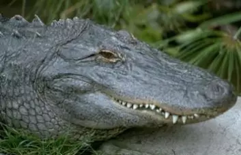 "Alligatorer og krokodiller er de eneste overlevende archiosaurer, en klasse som ellers omfattet dinosaurer og flygeøgler. De har overlevd mer enn 200 millioner år på jorden, men smarte er de ikke."