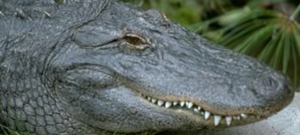 'Alligatorer og krokodiller er de eneste overlevende archiosaurer, en klasse som ellers omfattet dinosaurer og flygeøgler. De har overlevd mer enn 200 millioner år på jorden, men smarte er de ikke.'