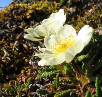 Tidsperiodene Yngre og Eldre Dryas er oppkalt etter fjellblomsten reinrose, som trivdes i denne perioden. (Foto: Michael Haferkamp, Wikimedia Commons) Tidsperiodene Yngre og Eldre Dryas er oppkalt etter fjellblomsten reinrose, som trivdes i denne perioden. (Foto: Michael Haferkamp, Wikimedia Commons)