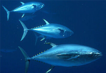 "Tunfisken er en av matfiskene som kan få truet sitt næringsgrunnlag dersom planktonet blir borte. (Foto: U.S. National Oceanic and Atmospheric Administration/Wikimedia Commons)" "Tunfisken er en av matfiskene som kan få truet sitt næringsgrunnlag dersom planktonet blir borte. (Foto: U.S. National Oceanic and Atmospheric Administration/Wikimedia Commons)"