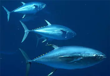 "Tunfisken er en av matfiskene som kan få truet sitt næringsgrunnlag dersom planktonet blir borte. (Foto: U.S. National Oceanic and Atmospheric Administration/Wikimedia Commons)"