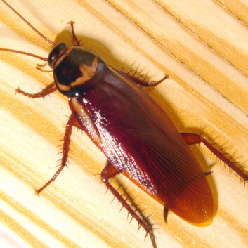 (Foto: Wm Jas, Taiwan. Creative Commons Attribution-Share Alike 2.0 Generic licence) (Foto: Wm Jas, Taiwan. Creative Commons Attribution-Share Alike 2.0 Generic licence)