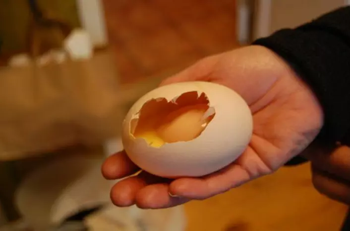 2. klasse på Steinerskolen på Rotvoll oppdaget et digert egg med et mindre egg inni. (Foto: Berit Glasø)
