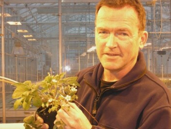 Forsker Jahn Davik ved Bioforsk Midt-Norge i Stjørdal. (Foto: Ole Kristian Røset) Forsker Jahn Davik ved Bioforsk Midt-Norge i Stjørdal. (Foto: Ole Kristian Røset)