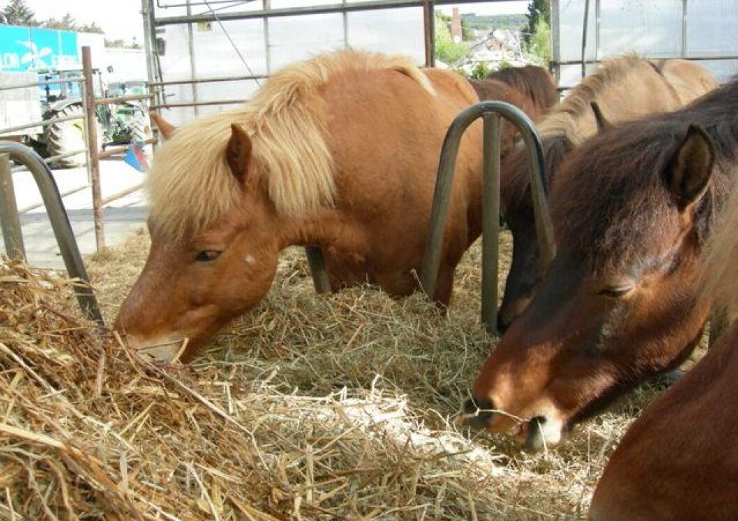 (Foto: Astrid Johansen) (Foto: Astrid Johansen)