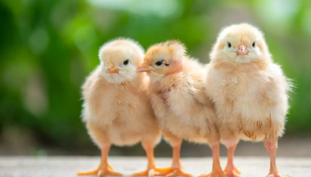 Kyllingkjøtt er noe mange spiser til middag. Mange mener at vi bør beskytte kyllingene våre bedre.