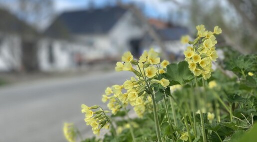 Forskere har oppdaget ti nye arter av hagenøkleblom Forskere har oppdaget ti nye arter av hagenøkleblom