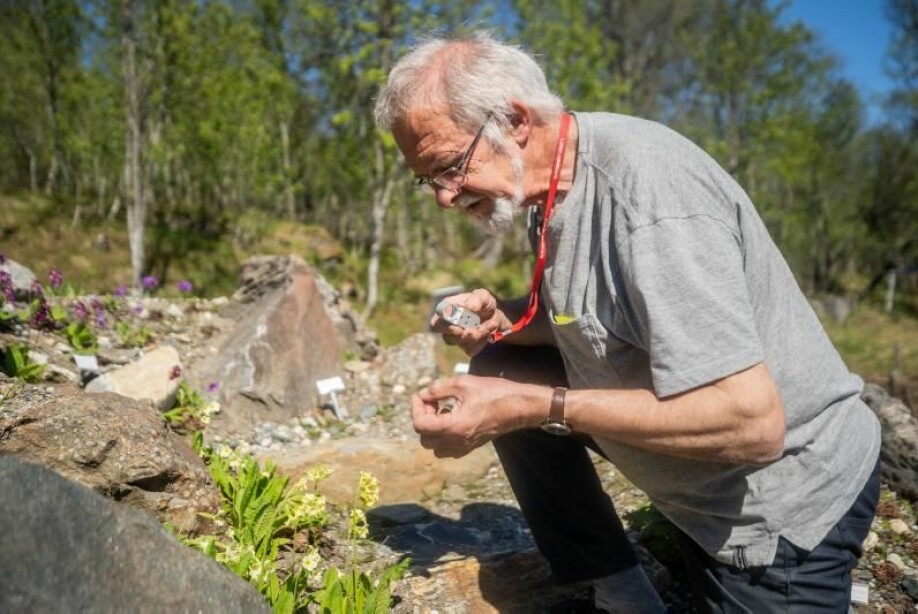 Professor Arve Elvebakk studerer hagenøkleblom nøye. Slik oppdaget han mange nye arter.