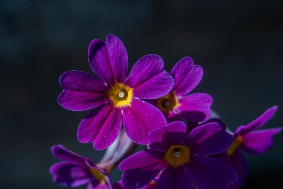Primula amoena er en vill hagenøkleblom-art fra Øst-Tyrkia  (Foto: Christian Halvorsen / UiT)