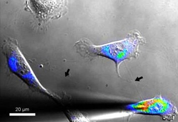 Nanotunellene er 50 til 200 nanometer tykke. De kan strekke seg ut over flere cellediametre og sno seg rundt hindringer på veien og koble seg til andre celler lengre unna. Nanotunellene er 50 til 200 nanometer tykke. De kan strekke seg ut over flere cellediametre og sno seg rundt hindringer på veien og koble seg til andre celler lengre unna.