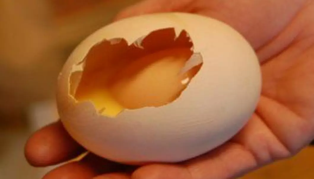 Fant egg i egget