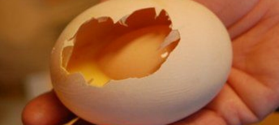 2. klasse på Steinerskolen på Rotvoll oppdaget et digert egg med et mindre egg inni. (Foto: Berit Glasø)