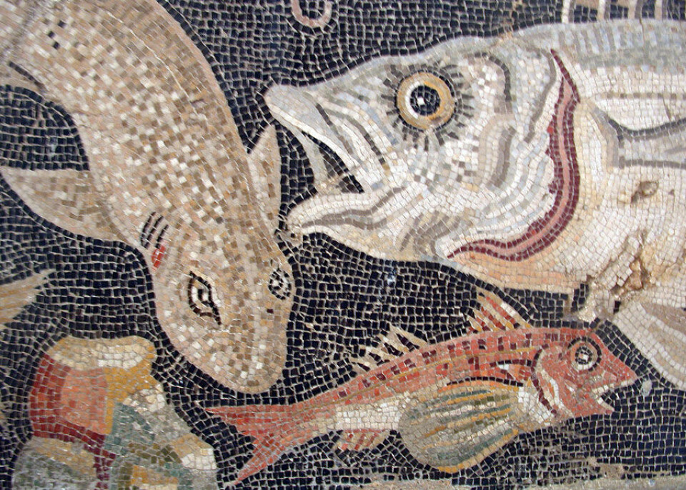 Romersk mosaikk som viser fiskeslag fra Middelhavet. (Foto: Wikimedia Commons)