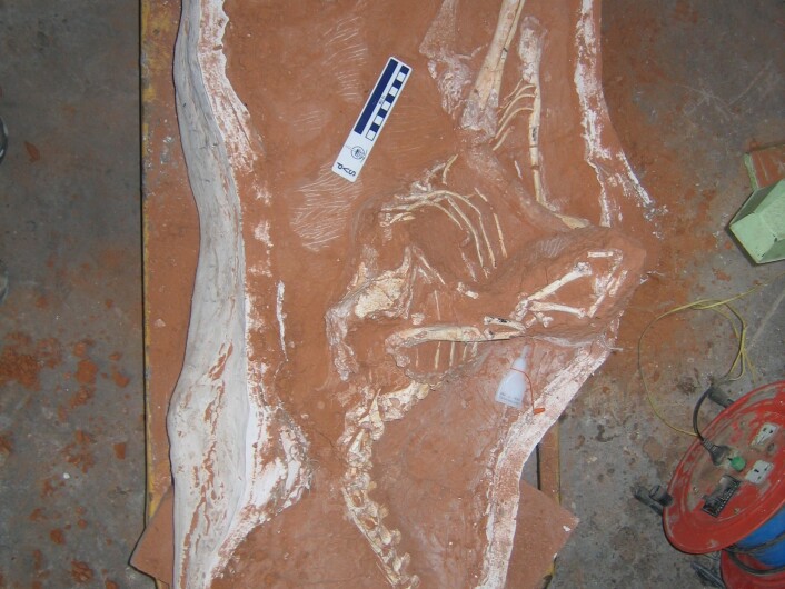 "Den nyoppdagede dinosauren var rundt 2,5 meter lang. (Foto: David Hone)" "Den nyoppdagede dinosauren var rundt 2,5 meter lang. (Foto: David Hone)"