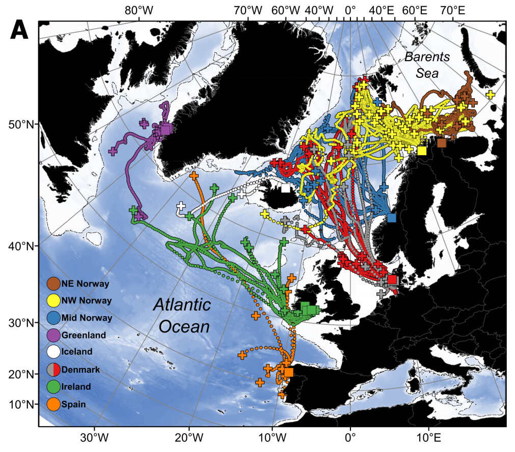 Figuren viser vandringene til alle laksene som var med i prosjektet, hvor fargene representerer laks fra de ulike stedene. Den stiplete sorte linjen indikerer grensen for polarfronten hvor vannet er kaldere enn 2C. (De hvite trekantene viser hvor forskerne er i gang med nye merkinger, i et prosjekt kalt SeaSalar. Dataene herfra vil publiseres senere). Figuren viser vandringene til alle laksene som var med i prosjektet, hvor fargene representerer laks fra de ulike stedene. Den stiplete sorte linjen indikerer grensen for polarfronten hvor vannet er kaldere enn 2C. (De hvite trekantene viser hvor forskerne er i gang med nye merkinger, i et prosjekt kalt SeaSalar. Dataene herfra vil publiseres senere).