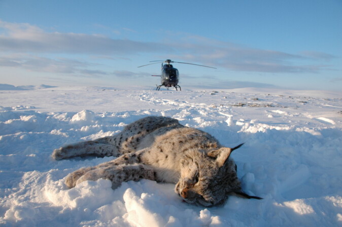 Gaupene ble bedøvet fra helikopter og påmontert GPS-sendere som faller av etter et par år. Her er hanngaupa M246 i Porsanger i februar 2009. Gaupene ble bedøvet fra helikopter og påmontert GPS-sendere som faller av etter et par år. Her er hanngaupa M246 i Porsanger i februar 2009.