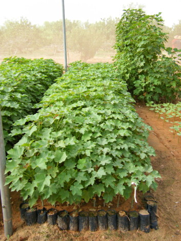 Karl Hilding Thunes eksperimenterte med Jatropha ved forsøksstasjonen ICRIS i Niger. (Foto: Karl Hilding Thunes) Karl Hilding Thunes eksperimenterte med Jatropha ved forsøksstasjonen ICRIS i Niger. (Foto: Karl Hilding Thunes)