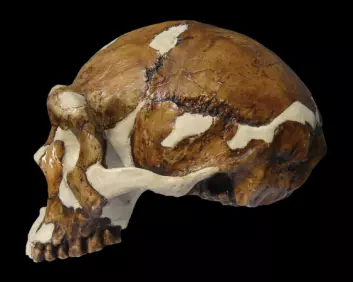 Homo erecticus, Zhoukoudian. (Foto: Russell L. Ciochon, Univ. of Iowa. Kan ikke brukes på nytt.