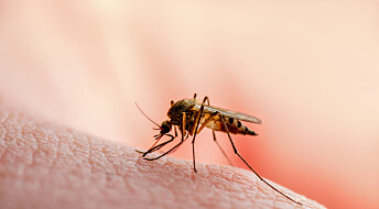 Nederlandsk malaria-forsker vinner Lettenprisen