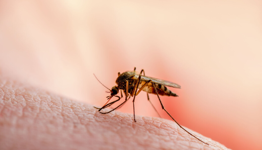 I 2016 var det på verdensbasis 216 millioner som fikk malaria. I 2016 var det på verdensbasis 216 millioner som fikk malaria.