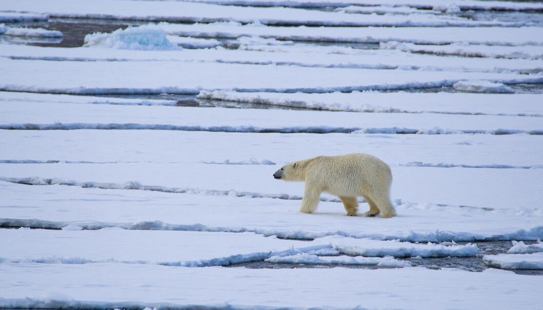 Det ligger gytefelt og viktige økosystemer i mange av Norges havområder, men iskantsonen er blant de mest omstridte. Her en isbjørn på isen utenfor Svalbard. Det ligger gytefelt og viktige økosystemer i mange av Norges havområder, men iskantsonen er blant de mest omstridte. Her en isbjørn på isen utenfor Svalbard.