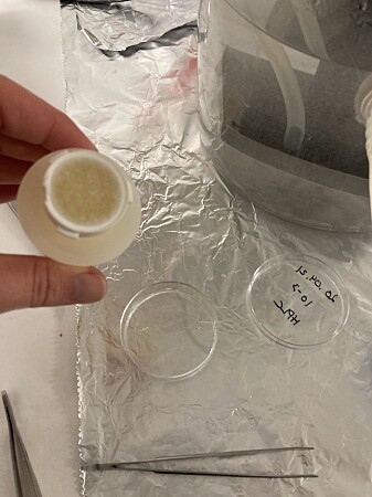 Researchers can tell if the microscopic phytoplankton have begun their spring “bloom” by filtering seawater. If the phytoplankton are in bloom and their numbers are high, they’ll be concentrated on the filter and turn it brown. Researchers can tell if the microscopic phytoplankton have begun their spring “bloom” by filtering seawater. If the phytoplankton are in bloom and their numbers are high, they’ll be concentrated on the filter and turn it brown.